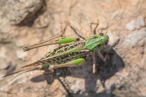 Wart-biter bush-cricket - Decticus verrucivorus  Animal,Animalia,Arthropoda,Besaparski hills protected area,Bulgaria,Bush cricket,Decticus verrucivorus,Europe,Gerrotagged,Insect,Insecta,Katydid,Long-horned grasshopper,Natura 2000,Nature,Orthoptera,Rhodope mountains,Summer,Tettigoniidae,Wart-biter