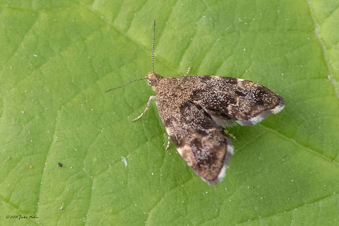 Common nettle-tap - Anthophila fabriciana  Animal,Animalia,Anthophila fabriciana,Arthropoda,Bulgaria,Choreutidae,Common nettle-tap,Europe,Geotagged,Insect,Insecta,Lepidoptera,Metalmark moth,Moth Week 2018,Nature,Sofia,South park,Summer,Wildlife