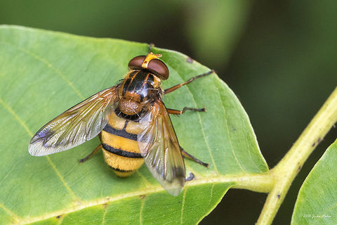 Wasp mimic hoverfly - Volucella inanis https://www.jungledragon.com/image/42983/wasp_mimic_hoverfly_-_volucella_inanis.html
https://www.jungledragon.com/image/42982/wasp_mimic_hoverfly_-_volucella_inanis.html Animal,Animalia,Arthropoda,Bulgaria,Diptera,Europe,Geotagged,Insect,Insecta,Nature,Sofia,South park,Summer,Syrphid fly,Syrphidae,Volucella inanis,Wasp mimic hoverfly,Wildlife