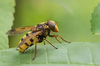 Wasp mimic hoverfly - Volucella inanis  Animal,Animalia,Arthropoda,Bulgaria,Diptera,Europe,Geotagged,Insect,Insecta,Nature,Sofia,South park,Summer,Syrphid fly,Syrphidae,Volucella inanis,Wasp mimic hoverfly,Wildlife
