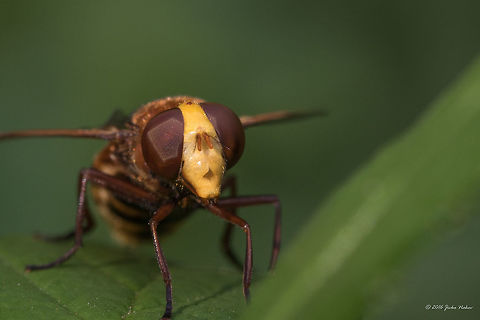Wasp mimic hoverfly - Volucella inanis  Animal,Animalia,Arthropoda,Bulgaria,Diptera,Europe,Geotagged,Insect,Insecta,Nature,Sofia,South park,Summer,Syrphid fly,Syrphidae,Volucella inanis,Wasp mimic hoverfly,Wildlife