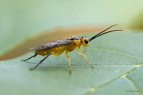 Locust sawfly - Nematus tibialis  Animal,Animalia,Arthropoda,Bulgaria,Europe,Geotagged,Hymenoptera,Insect,Insecta,Locust sawfly,Nature,Nematus tibialis,Sofia,South park,Summer,Tenthredinidae,Wildlife