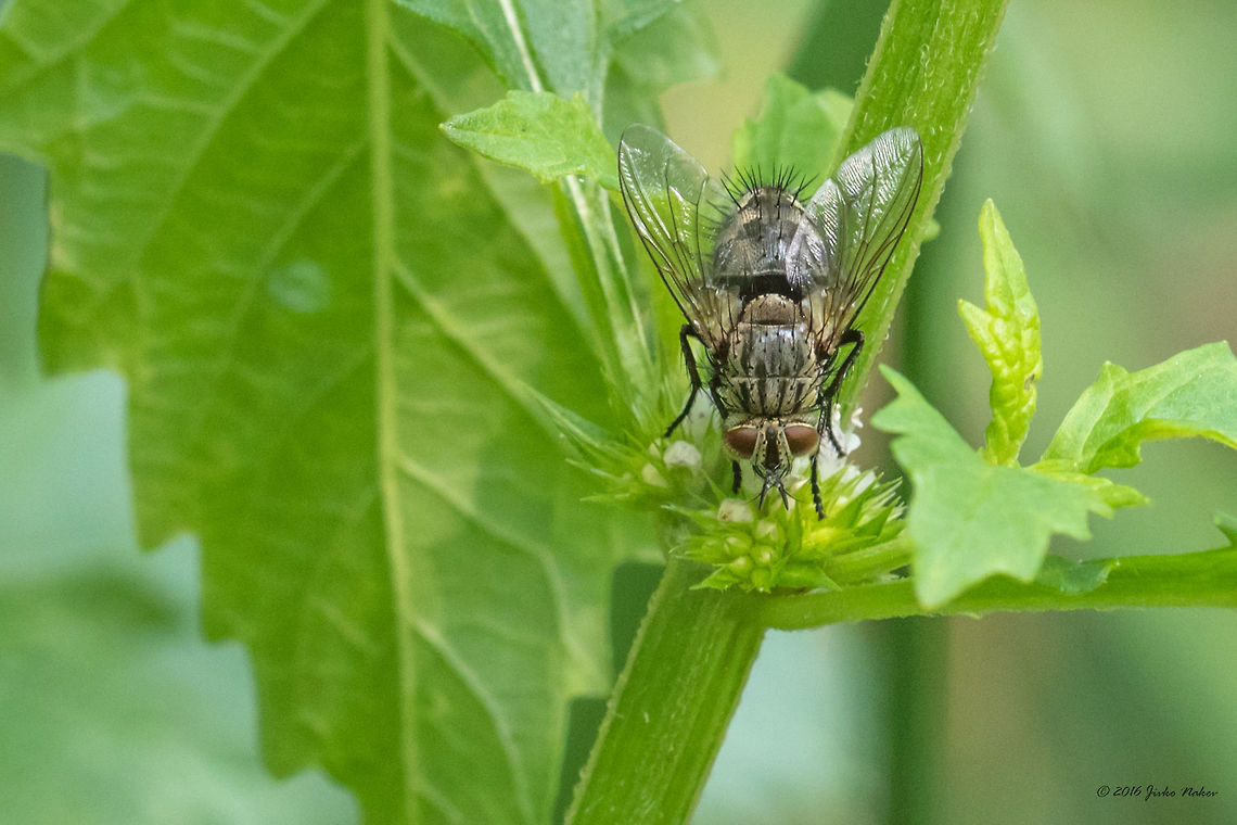 Tachinid fly - Billaea irrorata  Animal,Animalia,Arthropoda,Billaea irrorata,Bulgaria,Diptera,Europe,Geotagged,Insect,Insecta,Nature,Sofia,South park,Summer,Tachinid fly,Tachinidae,Wildlife