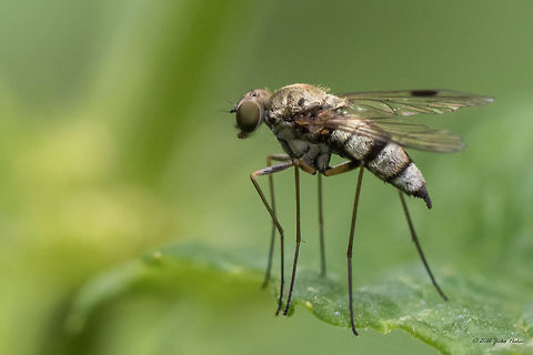 Snipe fly - Chrysopilus erythrophthalmus  Animal,Animalia,Arthropoda,Bulgaria,Chrysopilus erythrophthalmus,Diptera,Europe,Geotagged,Insect,Insecta,Nature,Rhagionidae,Snipe fly,Sofia,South park,Summer,Wildlife