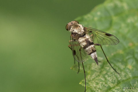 Snipe fly - Chrysopilus erythrophthalmus  Animal,Animalia,Arthropoda,Bulgaria,Chrysopilus erythrophthalmus,Diptera,Europe,Geotagged,Insect,Insecta,Nature,Rhagionidae,Snipe fly,Sofia,South park,Summer,Wildlife