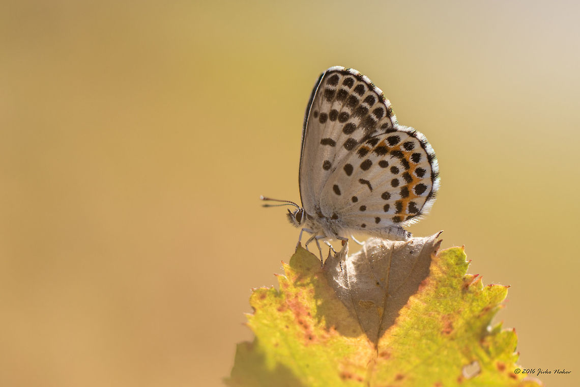 Chequered Blue Butterfly - Scolitantides orion  Animal,Animalia,Arthropoda,Bulgaria,Chequered Blue Butterfly,Europe,Geotagged,Insect,Insecta,Lepidoptera,Lycaenidae,Nature,Scolitantides orion,Summer,Wildlife