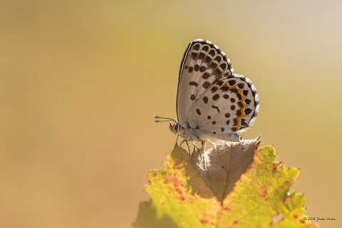 Chequered Blue Butterfly - Scolitantides orion  Animal,Animalia,Arthropoda,Bulgaria,Chequered Blue Butterfly,Europe,Geotagged,Insect,Insecta,Lepidoptera,Lycaenidae,Nature,Scolitantides orion,Summer,Wildlife