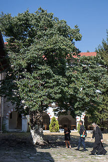 Date-plum tree - Diospyros lotus The Bachkovo Monastery Dormition of the Holy Mother of God, archaically the Petritsoni Monastery or Monastery of the Mother of God Petritzonitissa in Bulgaria is an important monument of Christian architecture and one of the largest and oldest Eastern Orthodox monasteries in Europe. It is located on the right bank of the Chepelare River, 189 km from Sofia and 10 km south of Asenovgrad, and is directly subordinate to the Holy Synod of the Bulgarian Orthodox Church. The monastery is known and appreciated for the unique combination of Byzantine, Georgian and Bulgarian culture, united by the common faith.
This tree was brought to monastery and cultivated by the monks maybe 60-70 years ago.
https://www.jungledragon.com/image/43665/date-plum_tree_-_diospyros_lotus.html Bachkovo monastery,Bulgaria,Caucasian persimmon,Date-plum,Diospyros lotus,Ebenaceae,Ericales,Eudicot,Europe,Flowering Plant,Geotagged,Magnoliophyta,Nature,Plantae,Summer,Wildlife,flower