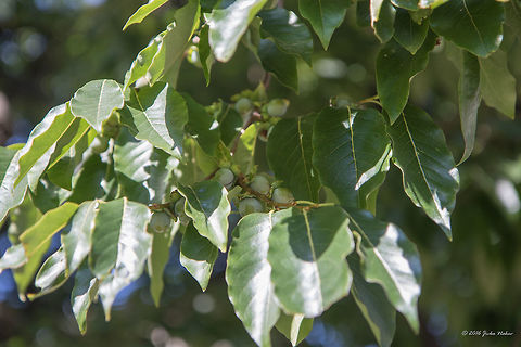Date-plum tree - Diospyros lotus The Bachkovo Monastery Dormition of the Holy Mother of God, archaically the Petritsoni Monastery or Monastery of the Mother of God Petritzonitissa in Bulgaria is an important monument of Christian architecture and one of the largest and oldest Eastern Orthodox monasteries in Europe. It is located on the right bank of the Chepelare River, 189 km from Sofia and 10 km south of Asenovgrad, and is directly subordinate to the Holy Synod of the Bulgarian Orthodox Church. The monastery is known and appreciated for the unique combination of Byzantine, Georgian and Bulgarian culture, united by the common faith.
This tree was brought to monastery and cultivated by the monks maybe 60-70 years ago.
https://www.jungledragon.com/image/43664/date-plum_tree_-_diospyros_lotus.html Bachkovo monastery,Bulgaria,Caucasian persimmon,Date-plum,Diospyros lotus,Ebenaceae,Ericales,Eudicot,Europe,Flowering Plant,Geotagged,Magnoliophyta,Nature,Plantae,Summer,Wildlife,flower