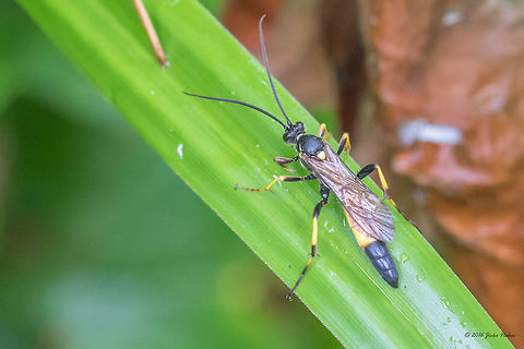 Parasitoid wasp - Ichneumon haemorrhoicus Captured in dull rainy day in the local South park, Sofia. Animal,Animalia,Arthropoda,Bulgaria,Geotagged,Hymenoptera,Ichneumon haemorrhoicus,Ichneumonidae,Ichneumonoidea,Insect,Insecta,Nature,Parasitoid wasp,Summer,Wildlife