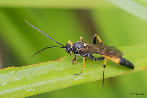 Parasitoid wasp - Ichneumon haemorrhoicus Captured in dull rainy day in the local South park, Sofia. Animal,Animalia,Arthropoda,Bulgaria,Geotagged,Hymenoptera,Ichneumon haemorrhoicus,Ichneumonidae,Ichneumonoidea,Insect,Insecta,Nature,Parasitoid wasp,Summer,Wildlife