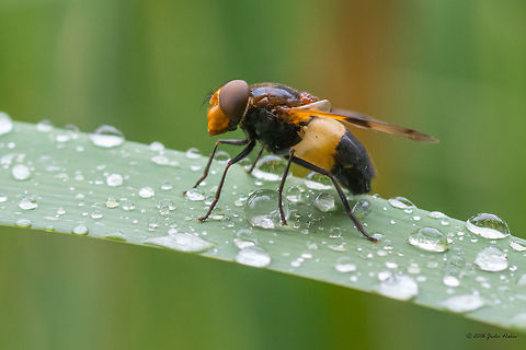 rain droplets Large Pied Hoverfly - Volucella pellucens Animal,Animalia,Art photography,Arthropoda,Bulgaria,Diptera,Europe,Insect,Insecta,Large Pied Hoverfly,Nature,Rain,Sofia,South park,Summer,Syrphid fly,Syrphidae,Volucella pellucens,Wildlife,art photo