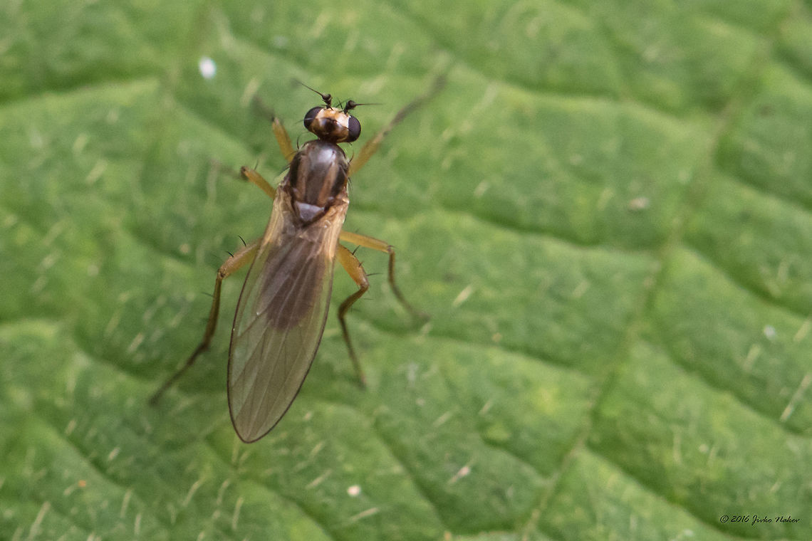 Yellow spear-winged fly - Lonchoptera lutea This species is captured in that cloudy and rainy afternoon in the South Park, Sofia, as the previous 7 species that I recently posted. They are all tagged "South park". I just did not believe I would see and capture something new, but it turned out that only for an hour or two I had great luck!<br />
I had to use high ISO, as I do not like to use flash. Animal,Animalia,Arthropoda,Bulgaria,Diptera,Europe,Geotagged,Insect,Insecta,Lonchoptera lutea,Lonchopteridae,Nature,Sofia,South park,Summer,Wildlife,Yellow spear-winged Fly