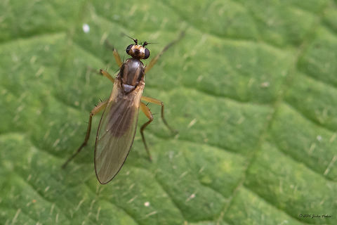 Yellow spear-winged fly - Lonchoptera lutea This species is captured in that cloudy and rainy afternoon in the South Park, Sofia, as the previous 7 species that I recently posted. They are all tagged "South park". I just did not believe I would see and capture something new, but it turned out that only for an hour or two I had great luck!
I had to use high ISO, as I do not like to use flash. Animal,Animalia,Arthropoda,Bulgaria,Diptera,Europe,Geotagged,Insect,Insecta,Lonchoptera lutea,Lonchopteridae,Nature,Sofia,South park,Summer,Wildlife,Yellow spear-winged Fly