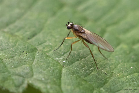 Yellow spear-winged fly - Lonchoptera lutea This species is captured in that cloudy and rainy afternoon in the South Park, Sofia, as the previous 7 species that I recently posted. They are all tagged "South park". I just did not believe I would see and capture something new, but it turned out that only for an hour or two I had great luck!I had to use high ISO, as I do not like to use flash. Animal,Animalia,Arthropoda,Bulgaria,Diptera,Europe,Geotagged,Insect,Insecta,Lonchoptera lutea,Lonchopteridae,Nature,Sofia,South park,Summer,Wildlife,Yellow spear-winged Fly