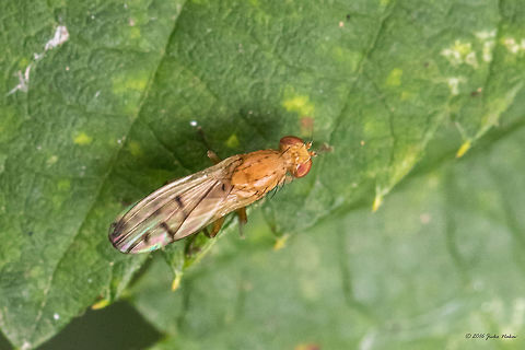 Yellow Cereal Fly - Opomyza florum The next species from the South park, Sofia. Animal,Animalia,Arthropoda,Bulgaria,Diptera,Geotagged,Grass fly,Insect,Insecta,Nature,Opomyza florum,Opomyzidae,South park,Summer,Wildlife,Yellow cereal fly