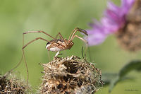 Daddy longlegs spider - Phalangium opilio, female Captured on Vitosha mountain near Sofia<br />
https://www.jungledragon.com/image/43837/daddy_longlegs_spider_-_mitopus_morio.html<br />
https://www.jungledragon.com/image/43836/daddy_longlegs_spider_-_mitopus_morio.html Animal,Animalia,Arachnida,Arthropoda,Bulgaria,Daddy Longlegs,Daddy longlegs,Europe,Geotagged,Harvestman spider,Nature,Opiliones,Phalangiidae,Phalangium opilio,Summer,Vitosha Mountain Nature Park,Wildlife