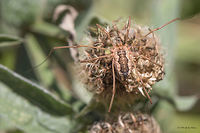 Daddy longlegs spider - Phalangium opilio, female Captured on Vitosha mountain near Sofia<br />
https://www.jungledragon.com/image/43835/daddy_longlegs_spider_-_mitopus_morio.html<br />
https://www.jungledragon.com/image/43837/daddy_longlegs_spider_-_mitopus_morio.html Animal,Animalia,Arachnida,Arthropoda,Bulgaria,Daddy Longlegs,Daddy longlegs,Europe,Geotagged,Harvestman spider,Nature,Opiliones,Phalangiidae,Phalangium opilio,Summer,Vitosha Mountain Nature Park,Wildlife
