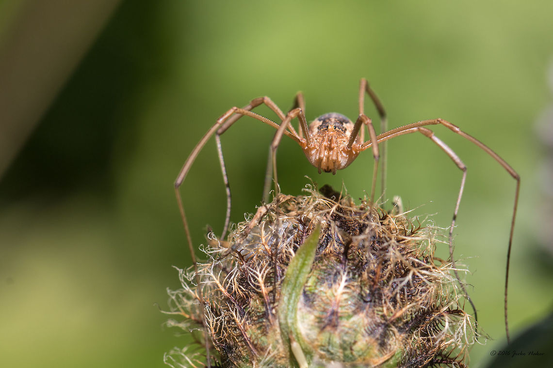 Daddy longlegs spider - Phalangium opilio, female Captured on Vitosha mountain near Sofia<br />
<figure class="photo"><a href="https://www.jungledragon.com/image/43835/daddy_longlegs_spider_-_phalangium_opilio_female.html" title="Daddy longlegs spider - Phalangium opilio, female"><img src="https://s3.amazonaws.com/media.jungledragon.com/images/1332/43835_thumb.jpg?AWSAccessKeyId=05GMT0V3GWVNE7GGM1R2&Expires=1767225610&Signature=q3GBml4fosEffOQi9C9zv5QcJ6Q%3D" width="200" height="134" alt="Daddy longlegs spider - Phalangium opilio, female Captured on Vitosha mountain near Sofia<br />
https://www.jungledragon.com/image/43837/daddy_longlegs_spider_-_mitopus_morio.html<br />
https://www.jungledragon.com/image/43836/daddy_longlegs_spider_-_mitopus_morio.html Animal,Animalia,Arachnida,Arthropoda,Bulgaria,Daddy Longlegs,Daddy longlegs,Europe,Geotagged,Harvestman spider,Nature,Opiliones,Phalangiidae,Phalangium opilio,Summer,Vitosha Mountain Nature Park,Wildlife" /></a></figure><br />
<figure class="photo"><a href="https://www.jungledragon.com/image/43836/daddy_longlegs_spider_-_phalangium_opilio_female.html" title="Daddy longlegs spider - Phalangium opilio, female"><img src="https://s3.amazonaws.com/media.jungledragon.com/images/1332/43836_thumb.jpg?AWSAccessKeyId=05GMT0V3GWVNE7GGM1R2&Expires=1767225610&Signature=iYq3GAN0aW%2F1t9zf1mWRfFF6WBQ%3D" width="200" height="134" alt="Daddy longlegs spider - Phalangium opilio, female Captured on Vitosha mountain near Sofia<br />
https://www.jungledragon.com/image/43835/daddy_longlegs_spider_-_mitopus_morio.html<br />
https://www.jungledragon.com/image/43837/daddy_longlegs_spider_-_mitopus_morio.html Animal,Animalia,Arachnida,Arthropoda,Bulgaria,Daddy Longlegs,Daddy longlegs,Europe,Geotagged,Harvestman spider,Nature,Opiliones,Phalangiidae,Phalangium opilio,Summer,Vitosha Mountain Nature Park,Wildlife" /></a></figure> Animal,Animalia,Arachnida,Arthropoda,Bulgaria,Daddy Longlegs,Daddy longlegs,Europe,Geotagged,Harvestman spider,Nature,Opiliones,Phalangiidae,Phalangium opilio,Summer,Vitosha Mountain Nature Park,Wildlife