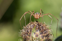 Daddy longlegs spider - Phalangium opilio, female Captured on Vitosha mountain near Sofia<br />
https://www.jungledragon.com/image/43835/daddy_longlegs_spider_-_mitopus_morio.html<br />
https://www.jungledragon.com/image/43836/daddy_longlegs_spider_-_mitopus_morio.html Animal,Animalia,Arachnida,Arthropoda,Bulgaria,Daddy Longlegs,Daddy longlegs,Europe,Geotagged,Harvestman spider,Nature,Opiliones,Phalangiidae,Phalangium opilio,Summer,Vitosha Mountain Nature Park,Wildlife