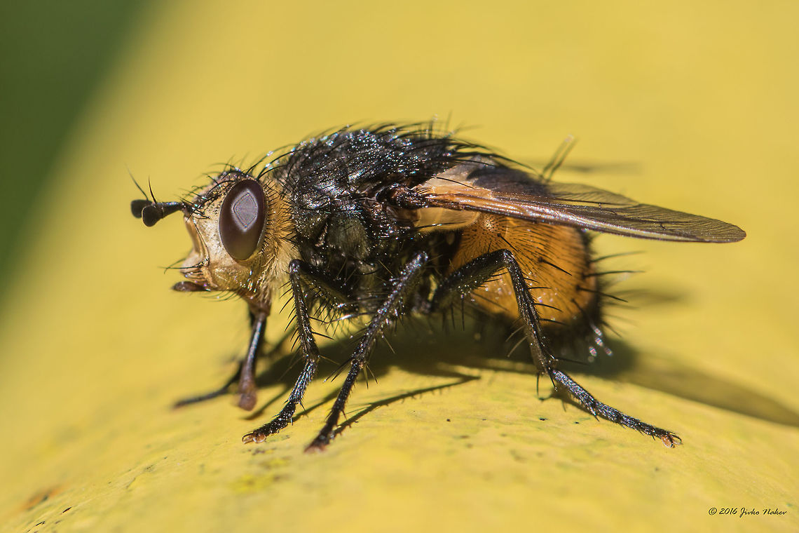 Tachinid fly - Nowickia ferox Antennae and legs are black and that is the difference with the species of the genus Tachina. Animal,Animalia,Arthropoda,Bulgaria,Diptera,Europe,Geotagged,Insect,Insecta,Nature,Nowickia ferox,Summer,Tachinid fly,Tachinidae,Vitosha Mountain Nature Park,Wildlife