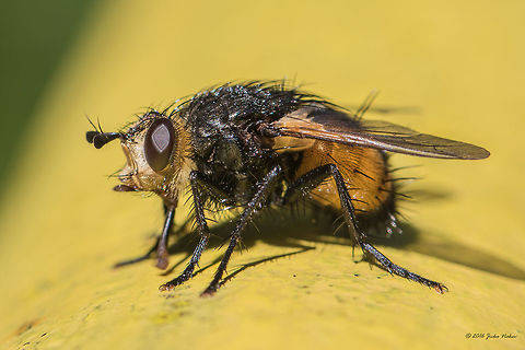 Tachinid fly - Nowickia ferox Antennae and legs are black and that is the difference with the species of the genus Tachina. Animal,Animalia,Arthropoda,Bulgaria,Diptera,Europe,Geotagged,Insect,Insecta,Nature,Nowickia ferox,Summer,Tachinid fly,Tachinidae,Vitosha Mountain Nature Park,Wildlife