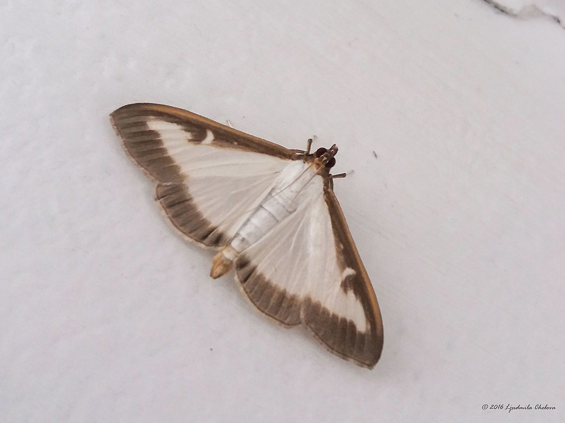 Box tree moth - Cydalima perspectalis Introduced in Europe and first recorded in Germany in 2006. Recently recorded in Bulgaria as well.<br />
This is not my photo - one of my employees captured it with her smartphone on the wall of our factory in Sofia. She knows how much I am interested in anything alive and made this photo for me. Her name is on the photo.<br />
There is a Wiki page for this species, but strange way, the JD record failed to create and I did it manually. Animal,Animalia,Arthropoda,Box tree moth,Bulgaria,Crambidae,Cydalima perspectalis,Europe,Geotagged,Insect,Insecta,Lepidoptera,Moth Week 2018,Nature,Sofia,Summer,Wildlife,invasive species