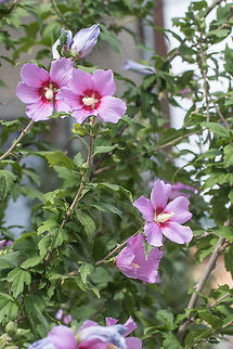 Rose of Sharon - Hibiscus syriacus  Bulgaria,Eudicot,Europe,Flowering Plant,Geotagged,Hibiscus syriacus,Magnoliophyta,Malvaceae,Malvales,Nature,Plantae,Rose of Sharon,Summer,Syrian ketmia,Wildlife,flower