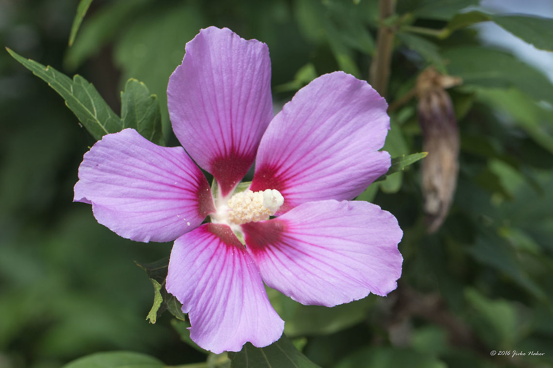 Rose of Sharon - Hibiscus syriacus  Bulgaria,Eudicot,Europe,Flowering Plant,Geotagged,Hibiscus syriacus,Magnoliophyta,Malvaceae,Malvales,Nature,Plantae,Rose of Sharon,Summer,Syrian ketmia,Wildlife,flower