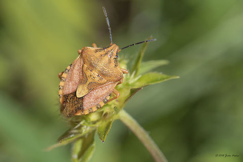 Shield bug - Carpocoris pudicus  Animal,Animalia,Arthropoda,Bulgaria,Carpocoris pudicus,Europe,Geotagged,Hemiptera,Insect,Insecta,Nature,Pentatomidae,Shield bug,Summer,Vitosha Mountain Nature Park,Wildlife