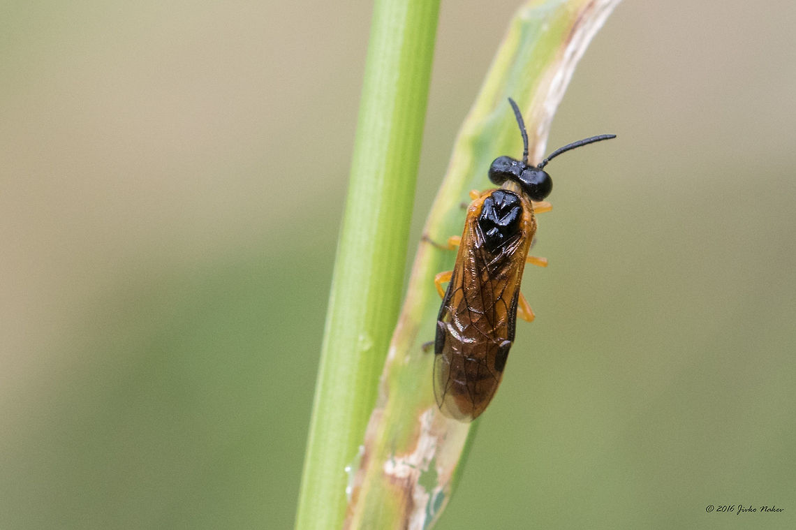 Sawfly - Selandria serva <figure class="photo"><a href="https://www.jungledragon.com/image/43989/sawfly_-_selandria_serva.html" title="Sawfly - Selandria serva"><img src="https://s3.amazonaws.com/media.jungledragon.com/images/1332/43989_thumb.jpg?AWSAccessKeyId=05GMT0V3GWVNE7GGM1R2&Expires=1759968010&Signature=ahWs7PRgcRKURCLM4Rz83NtSkHo%3D" width="200" height="134" alt="Sawfly - Selandria serva https://www.jungledragon.com/image/43988/sawfly_-_athalia_sp.html Animal,Animalia,Arthropoda,Bulgaria,Europe,Geotagged,Hymenoptera,Insect,Insecta,Nature,Selandria serva,Sofia,South park,Summer,Tenthredinidae,Wildlife" /></a></figure> Animal,Animalia,Arthropoda,Bulgaria,Europe,Geotagged,Hymenoptera,Insect,Insecta,Nature,Selandria serva,Sofia,South park,Summer,Tenthredinidae,Wildlife