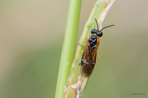 Sawfly - Selandria serva https://www.jungledragon.com/image/43989/sawfly_-_athalia_sp.html Animal,Animalia,Arthropoda,Bulgaria,Europe,Geotagged,Hymenoptera,Insect,Insecta,Nature,Selandria serva,Sofia,South park,Summer,Tenthredinidae,Wildlife