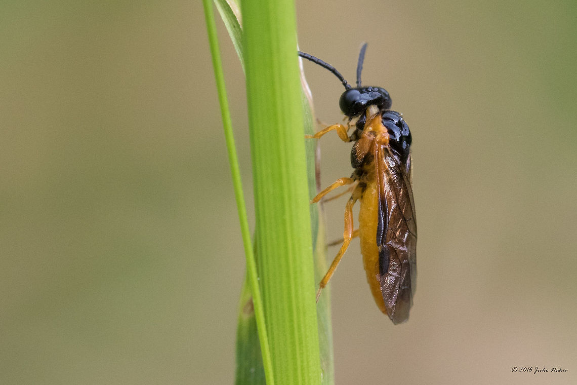 Sawfly - Selandria serva <figure class="photo"><a href="https://www.jungledragon.com/image/43988/sawfly_-_selandria_serva.html" title="Sawfly - Selandria serva"><img src="https://s3.amazonaws.com/media.jungledragon.com/images/1332/43988_thumb.jpg?AWSAccessKeyId=05GMT0V3GWVNE7GGM1R2&Expires=1763596810&Signature=M%2BeoxYyP4N4m4%2FawBlsiPLXT2jY%3D" width="200" height="134" alt="Sawfly - Selandria serva https://www.jungledragon.com/image/43989/sawfly_-_athalia_sp.html Animal,Animalia,Arthropoda,Bulgaria,Europe,Geotagged,Hymenoptera,Insect,Insecta,Nature,Selandria serva,Sofia,South park,Summer,Tenthredinidae,Wildlife" /></a></figure> Animal,Animalia,Arthropoda,Bulgaria,Europe,Geotagged,Hymenoptera,Insect,Insecta,Nature,Selandria serva,Sofia,South park,Summer,Tenthredinidae,Wildlife
