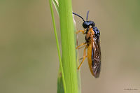 Sawfly - Selandria serva https://www.jungledragon.com/image/43988/sawfly_-_athalia_sp.html Animal,Animalia,Arthropoda,Bulgaria,Europe,Geotagged,Hymenoptera,Insect,Insecta,Nature,Selandria serva,Sofia,South park,Summer,Tenthredinidae,Wildlife