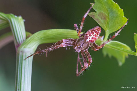 Araneus diadematus male Cross orb-weaver spider male - Araneus diadematus Animal,Animalia,Arachnida,Araneae,Araneidae,Araneus diadematus,Arthropoda,Bulgaria,Dendrarium Botanical Garden,Europe,European garden spider,Geotagged,Nature,Orb-weaver,Spiders,Summer,Vitosha Mountain Nature Park,Wildlife