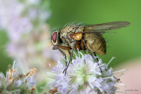 Helina sp. fly I managed to snap only once.  Could be H. inpuncta, or H. depuncta. Animal,Animalia,Arthropoda,Bulgaria,Dendrarium Botanical Garden,Diptera,Europe,Geotagged,Helina,Insect,Insecta,Muscidae,Nature,Summer,Vitosha Mountain Nature Park,Wildlife