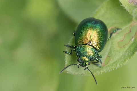 Mint Leaf Beetle - Chrysolina herbacea  Animal,Animalia,Arthropoda,Bulgaria,Chrysolina herbacea,Chrysomelidae,Coleoptera,Dendrarium Botanical Garden,Europe,Geotagged,Insect,Insecta,Mint Leaf Beetle,Nature,Summer,Vitosha Mountain Nature Park,Wildlife