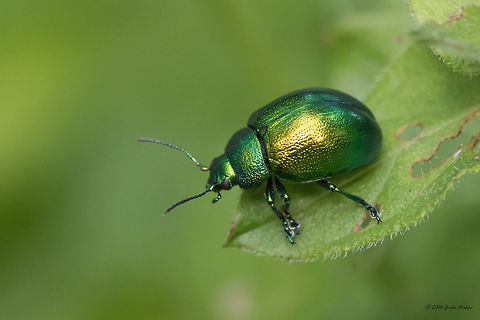 Mint Leaf Beetle