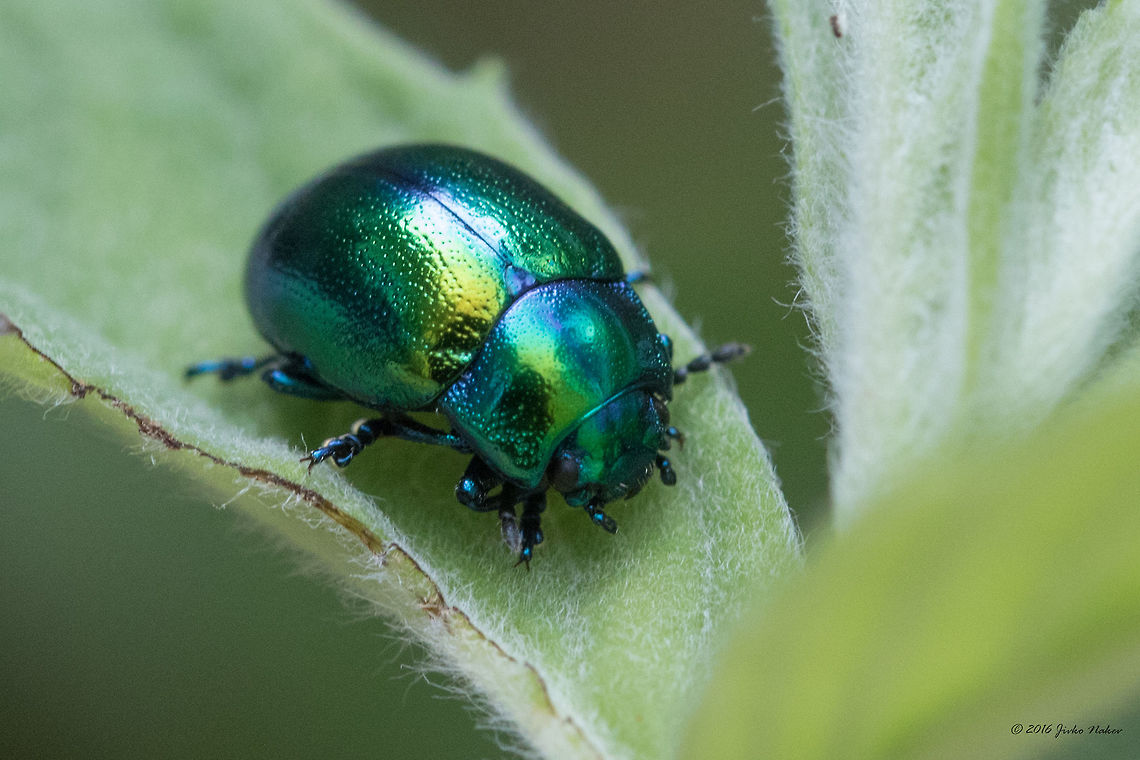 Dead-nettle leaf beetle - Chrysolina fastuosa  Animal,Animalia,Arthropoda,Bulgaria,Chrysolina fastuosa,Chrysomelidae,Coleoptera,Dead-nettle leaf beetle,Dendrarium Botanical Garden,Europe,Geotagged,Insect,Insecta,Nature,Summer,Vitosha Mountain Nature Park,Wildlife