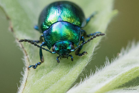 Dead-nettle leaf beetle