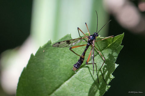 Phantom crane fly - Ptychoptera contaminata  Animal,Animalia,Arthropoda,Bulgaria,Diptera,Europe,Geotagged,Insect,Insecta,Nature,Phantom crane fly,Ptychoptera contaminata,Ptychopteridae,Sofia,South park,Summer,Wildlife