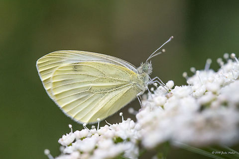 Small white - Pieris rapae  Animal,Animalia,Arthropoda,Bulgaria,Dendrarium Botanical Garden,Europe,Geotagged,Insect,Insecta,Lepidoptera,Nature,Pieridae,Pieris rapae,Small White,Small white,Summer,Vitosha Mountain Nature Park,Wildlife
