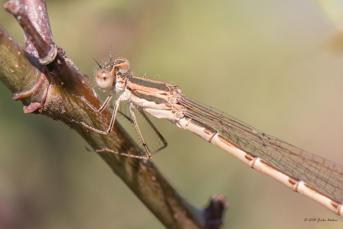 Common winter damselfly - Sympecma fusca Common winter damselfly female Animal,Animalia,Arthropoda,Bulgaria,Common Winter Damselfly,Common winter damselfly,Damselfly,Dragoman marsh,Europe,Geotagged,Insect,Insecta,Lestidae,Nature,Odonata,Summer,Sympecma fusca,Wetland,Wildlife