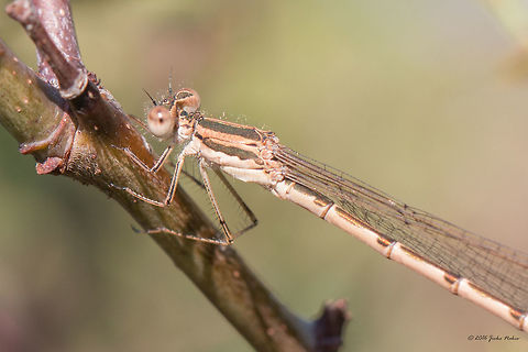 Common winter damselfly - Sympecma fusca Common winter damselfly female Animal,Animalia,Arthropoda,Bulgaria,Common Winter Damselfly,Common winter damselfly,Damselfly,Dragoman marsh,Europe,Geotagged,Insect,Insecta,Lestidae,Nature,Odonata,Summer,Sympecma fusca,Wetland,Wildlife