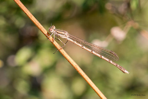 Common Winter Damselfly