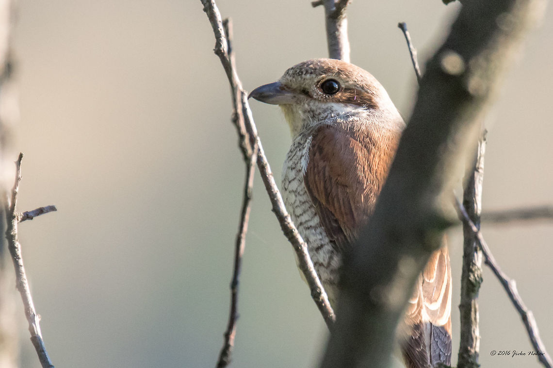 Red-backed shrike - Lanius collurio  Animal,Animalia,Aves,Bird,Bulgaria,Chordata,Dragoman marsh,Europe,Geotagged,Laniidae,Lanius collurio,Nature,Passeriformes,Passerine,Red-backed Shrike,Red-backed shrike,Summer,Wetland,Wildlife