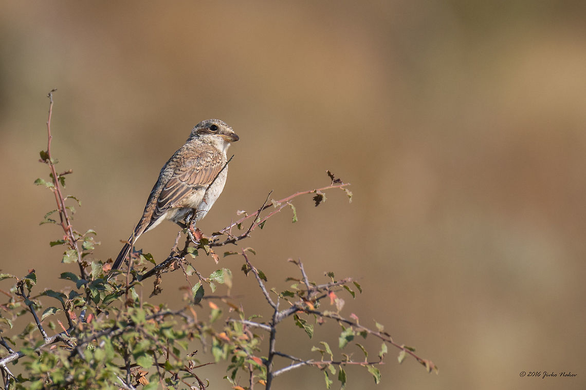 Red-backed shrike juv. - Lanius collurio  Animal,Animalia,Aves,Bird,Bulgaria,Chordata,Dragoman marsh,Europe,Geotagged,Laniidae,Lanius collurio,Nature,Passeriformes,Passerine,Red-backed Shrike,Red-backed shrike,Summer,Wetland,Wildlife