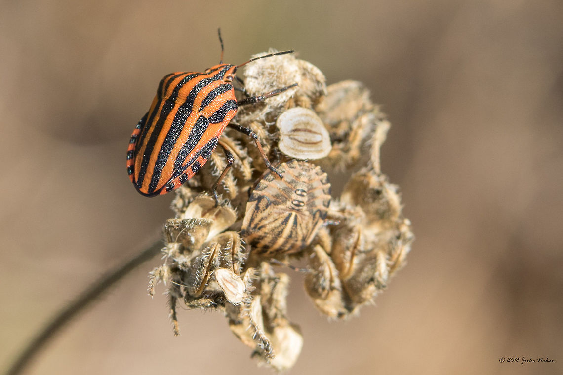 Shield bug Graphosoma italicum - adult and nymph I didn&#039;t notice the nymph when I photographed it. Animal,Animalia,Arthropoda,Bulgaria,Dragoman marsh,Europe,Geotagged,Graphosoma,Graphosoma italicum,Hemiptera,Insect,Insecta,Minstrel Bug,Minstrel bug,Nature,Pentatomidae,Striped bug,Summer,Wetland,Wildlife
