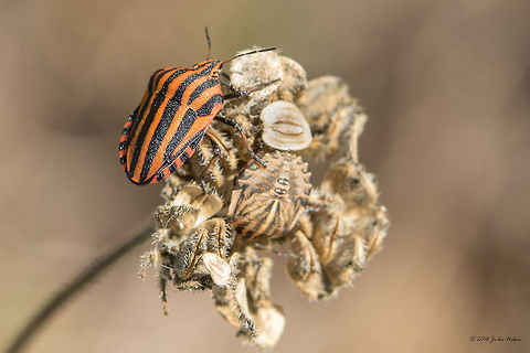 Shield bug Graphosoma italicum - adult and nymph I didn't notice the nymph when I photographed it. Animal,Animalia,Arthropoda,Bulgaria,Dragoman marsh,Europe,Geotagged,Graphosoma,Graphosoma italicum,Hemiptera,Insect,Insecta,Minstrel Bug,Minstrel bug,Nature,Pentatomidae,Striped bug,Summer,Wetland,Wildlife