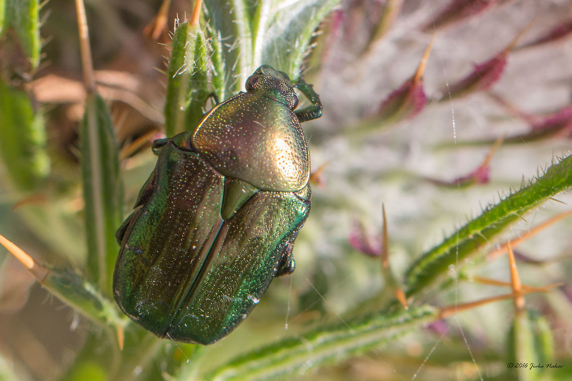 Green rose chafer beetle - Cetonia aurata  "Cetoniidae",Animal,Animalia,Arthropoda,Bulgaria,Cetonia aurata,Cetoniinae,Coleoptera,Dragoman marsh,Europe,Geotagged,Insect,Insecta,Nature,Rose chafer,Scarabaeidae,Summer,Wetland,Wildlife
